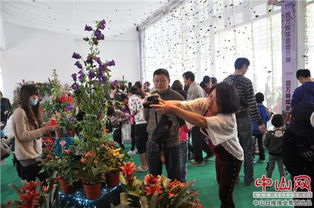 花海湾百万蝴蝶展 邀您共舞花的海洋，蝶的盛宴