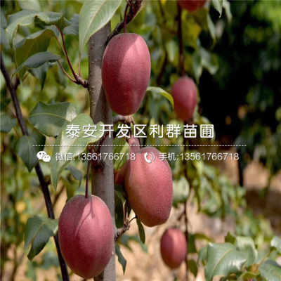 八月酥梨苗新品种介绍、价格及基地供应，兼谈礼品花卉销售