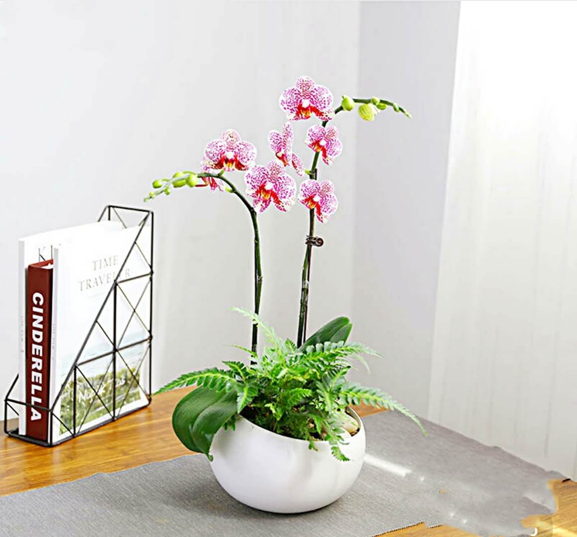 礼品花卉销售指南 蝴蝶兰、君子兰等精品花卉的选择与养护