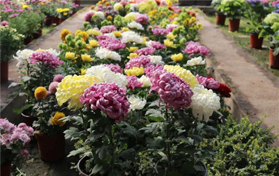 南方种什么致富花好看又好养？探索南方花卉种植的致富之道与礼品花卉销售