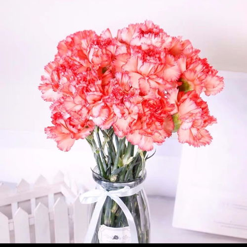 康乃馨 三八节礼物的温馨之选，从基地直达家居的鲜花艺术