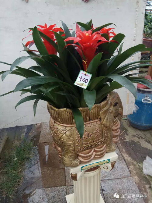 中秋佳节送好礼，凤梨花卉寄相思