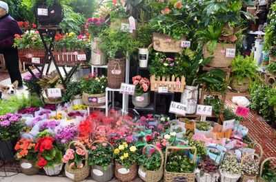 2019郑州赏花日历 全年花事盛典与礼品花卉选购指南